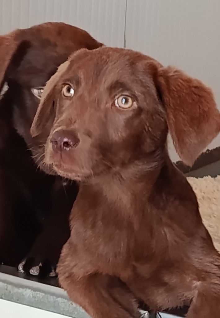 Cuccioli Labrador cioccolata