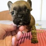 🐾 Il tuo nuovo migliore amico: Bulldog Francese con Pedigree ENCI 🐾