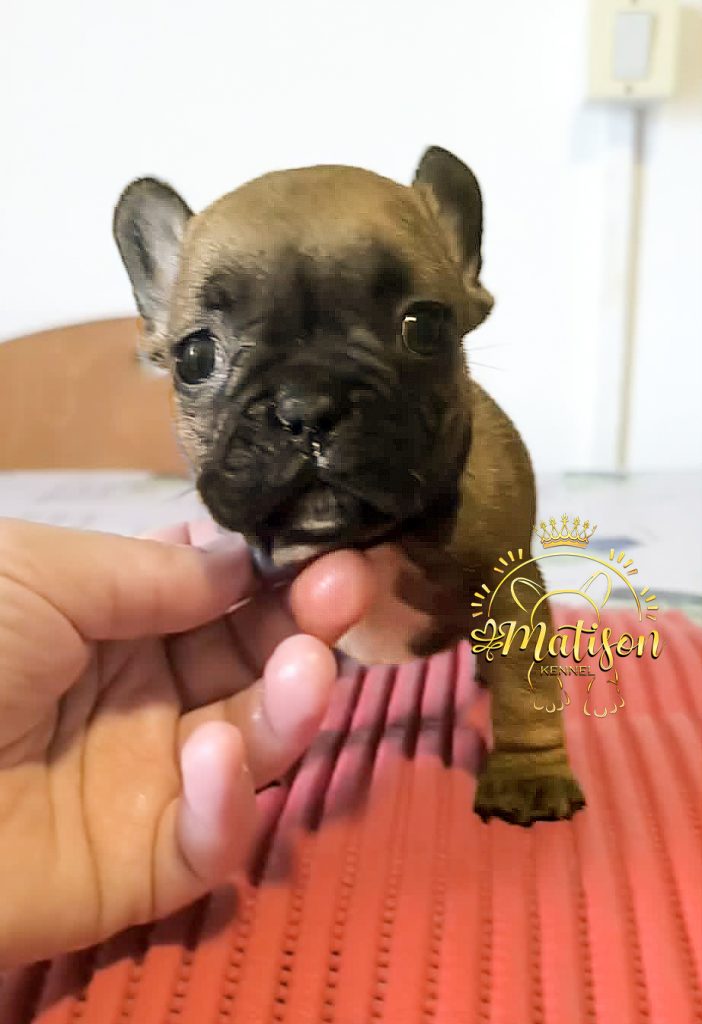 🐾 Il tuo nuovo migliore amico: Bulldog Francese con Pedigree ENCI 🐾