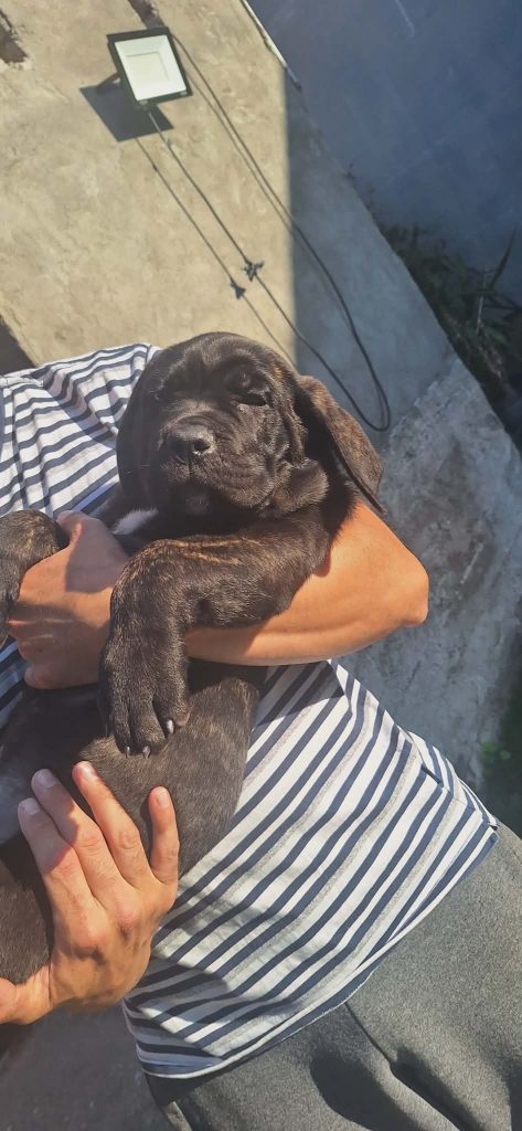 Cane Corso bellissimi cuccioli