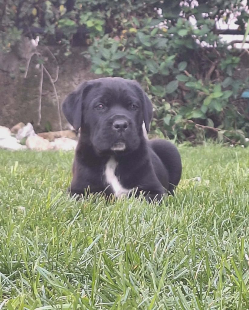 Cane Corso bellissimi cuccioli