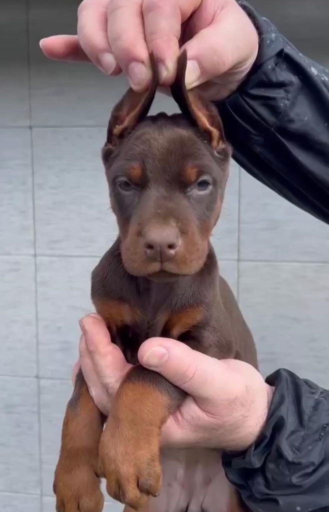 Dobermann – Cuccioli in vendita