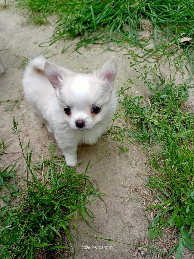 cucciolo di Chihuahua a pelo lungo maschio