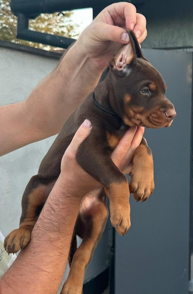 Dobermann – Cuccioli in vendita