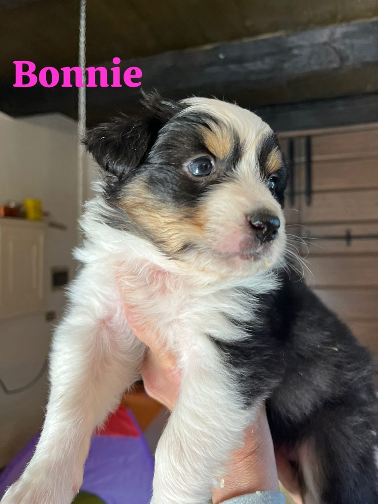 Cuccioli pastore australiano