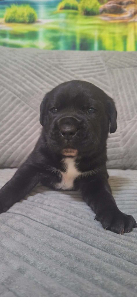 Cane Corso bellissimi cuccioli