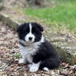 Border Collie - Cuccioli da expo