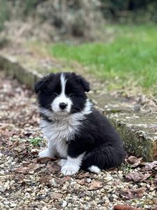Border Collie - Cuccioli da expo