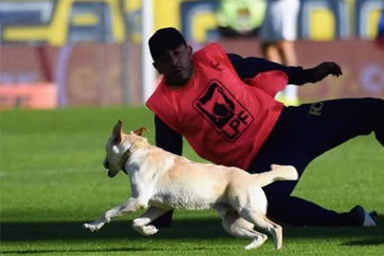 invasione di campo