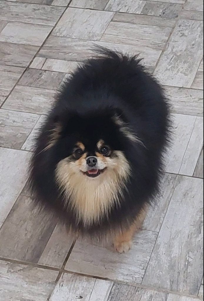 Allevamento di Pomerania in vendita