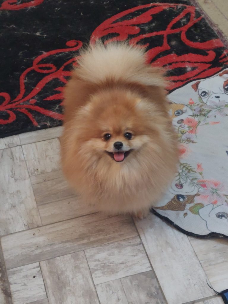 Allevamento di Pomerania in vendita