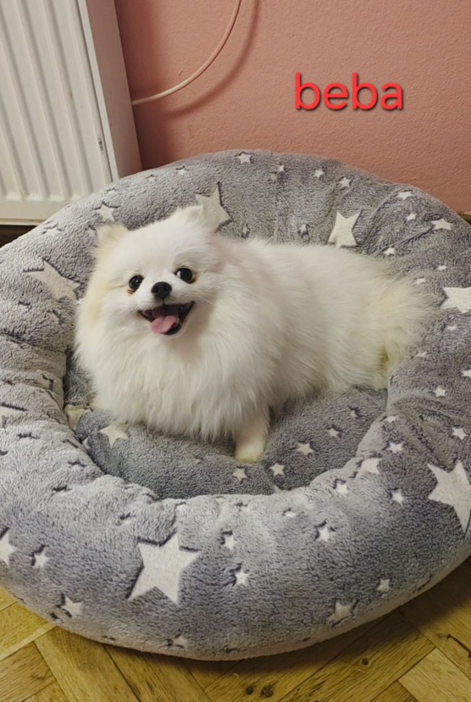 Allevamento di Pomerania in vendita
