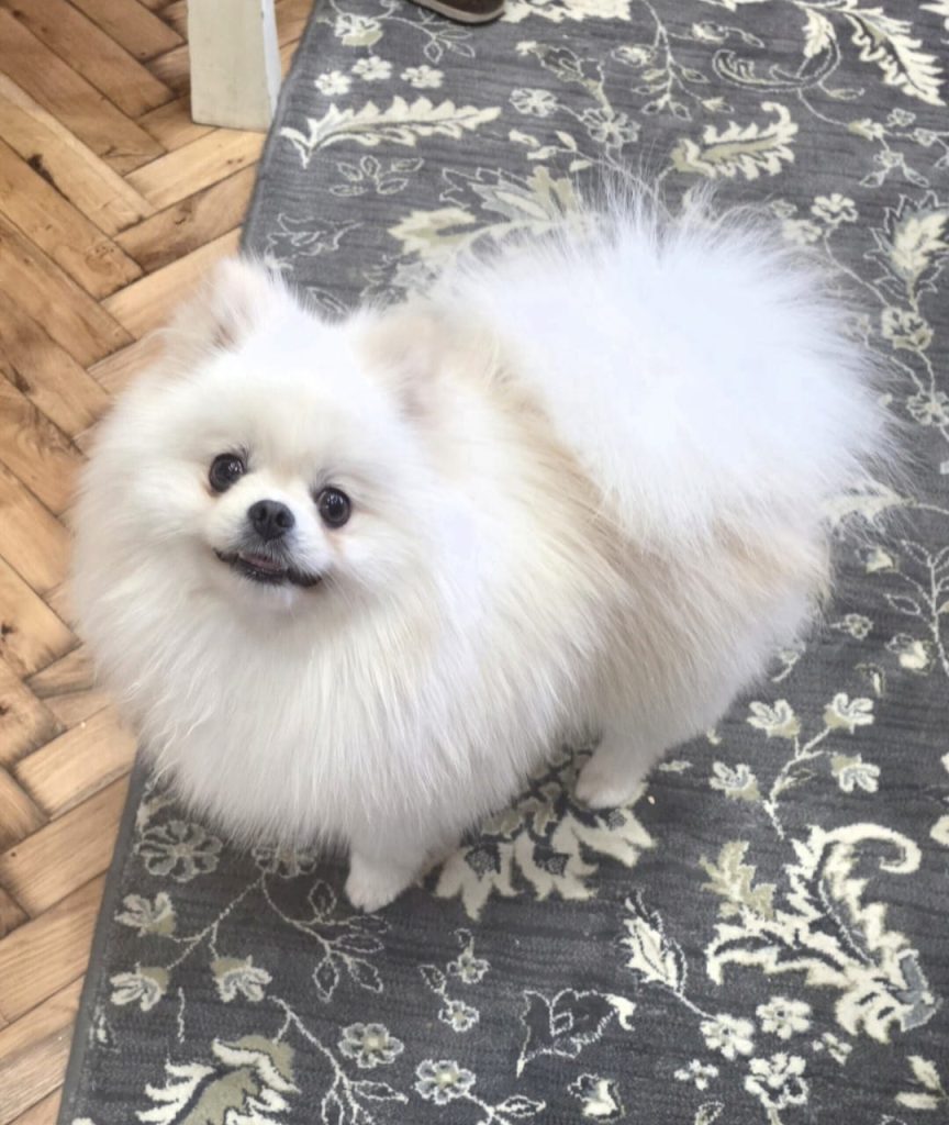 Allevamento di Pomerania in vendita