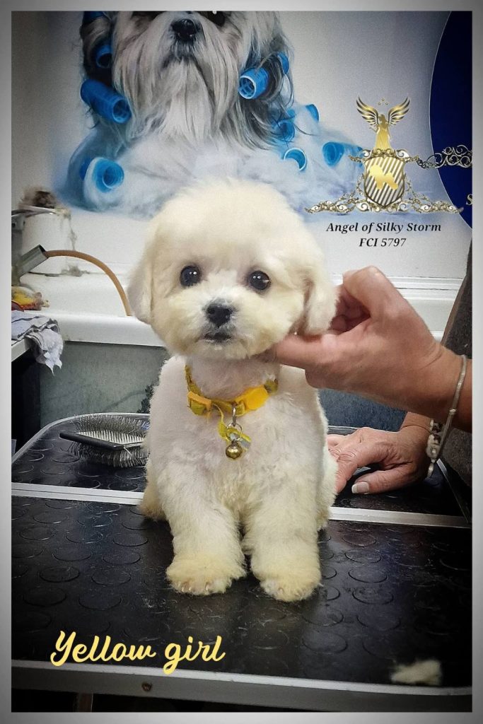 Bichon Frisé cuccioli
