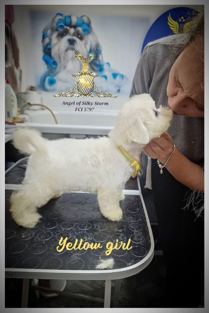 Bichon Frisé cuccioli
