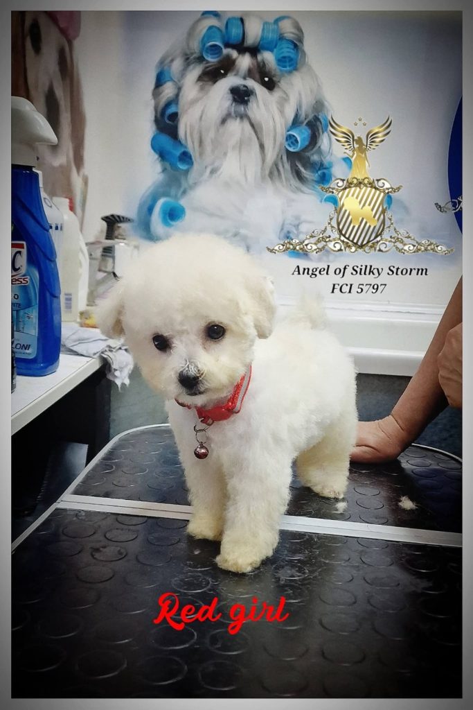 Bichon Frisé cuccioli