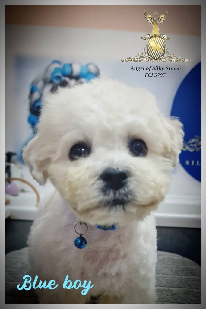 Bichon Frisé cuccioli