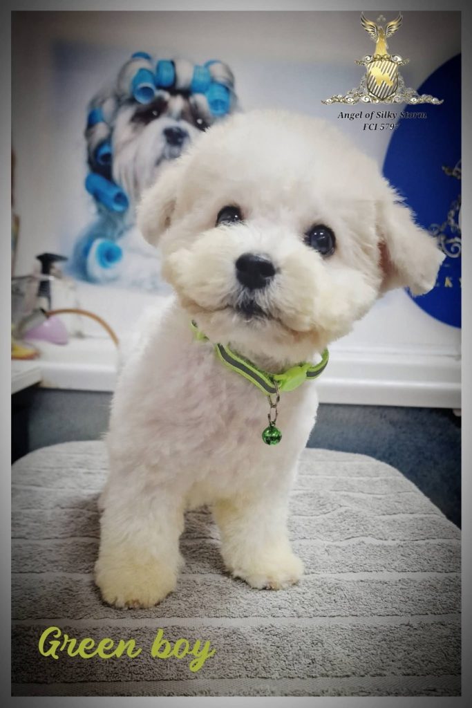 Bichon Frisé cuccioli