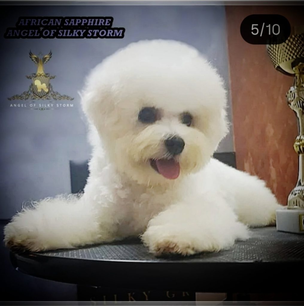 Bichon Frisé cuccioli
