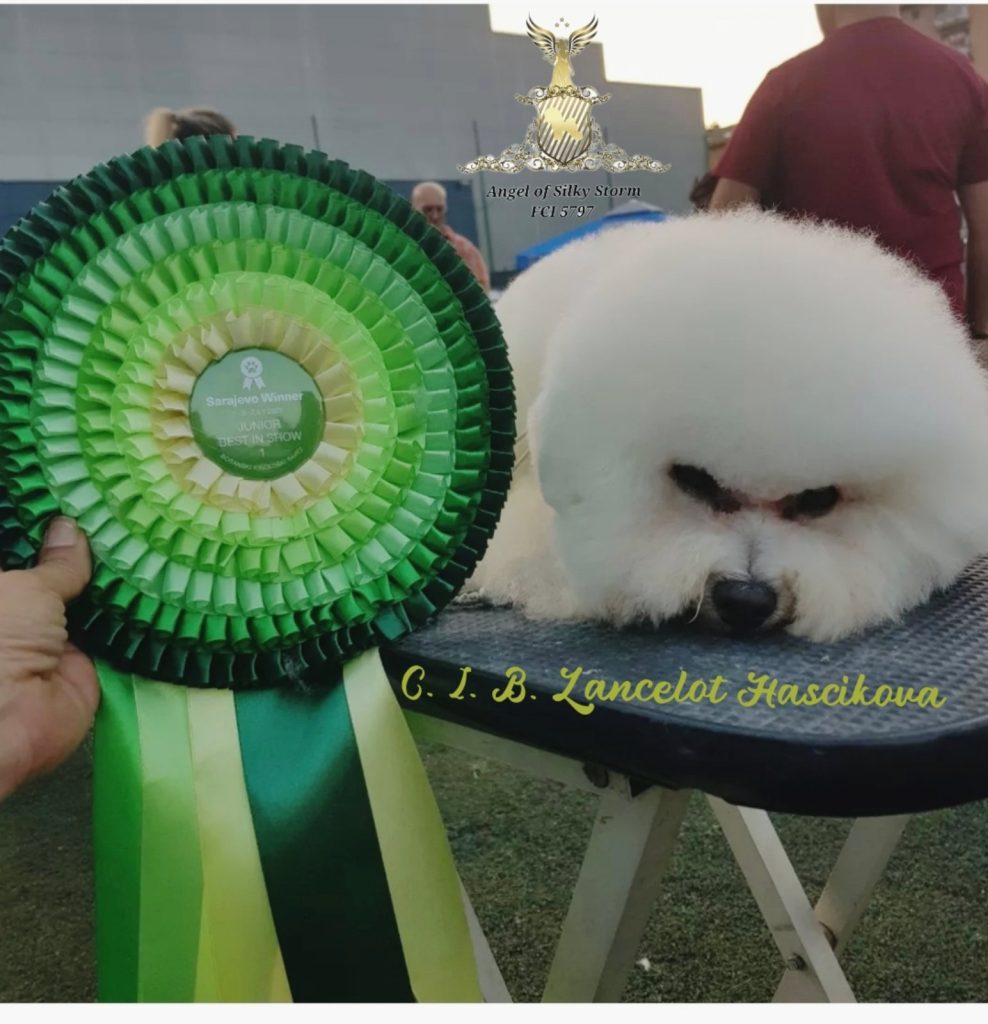 Bichon Frisé cuccioli