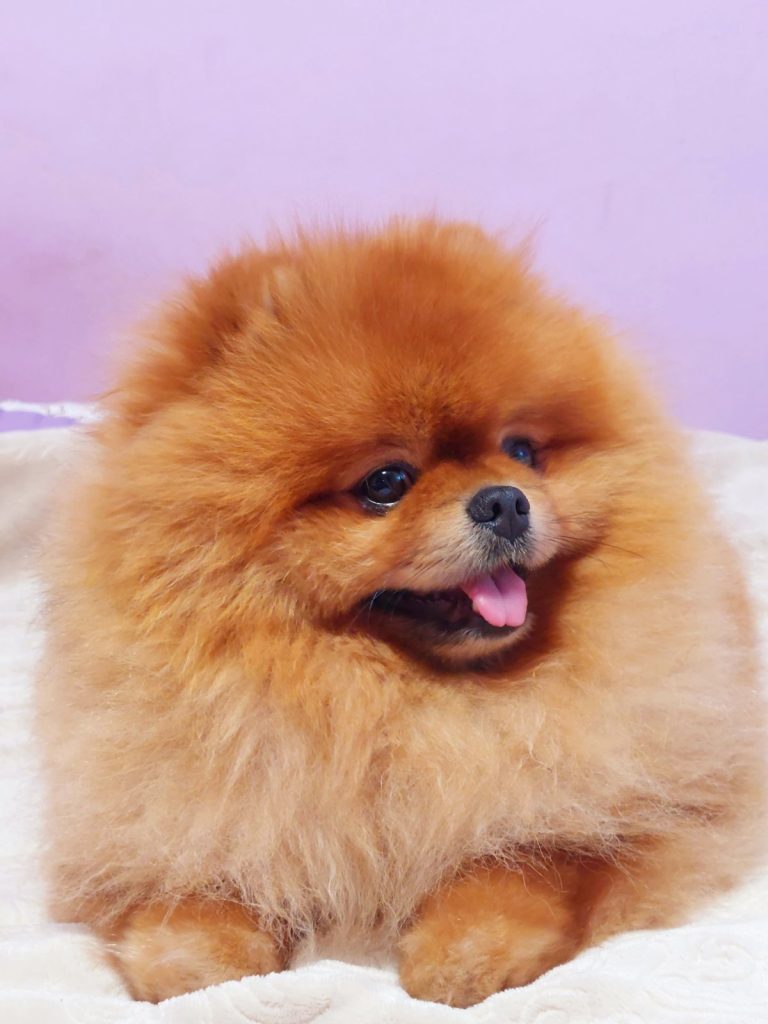 Allevamento di Pomerania in vendita