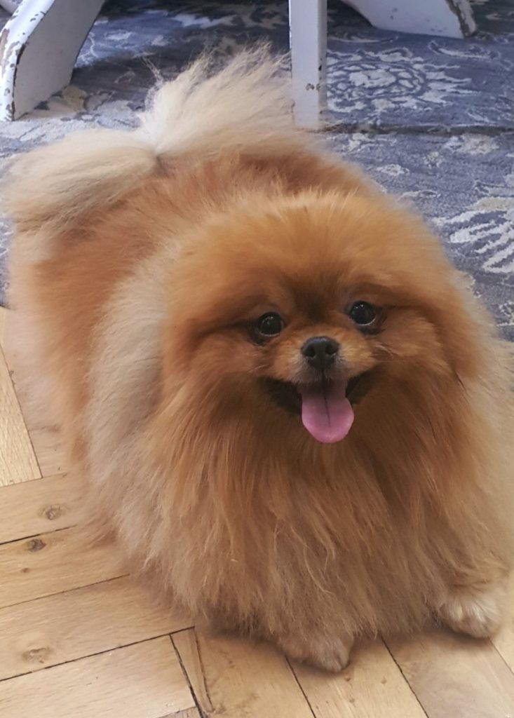 Allevamento di Pomerania in vendita