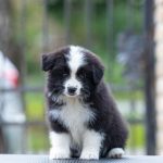 Border Collie – Splendidi cuccioli