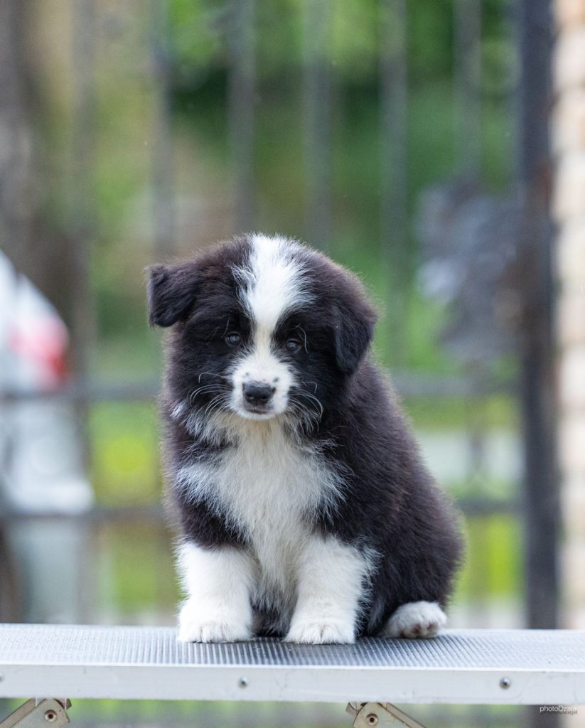 Border Collie – Splendidi cuccioli