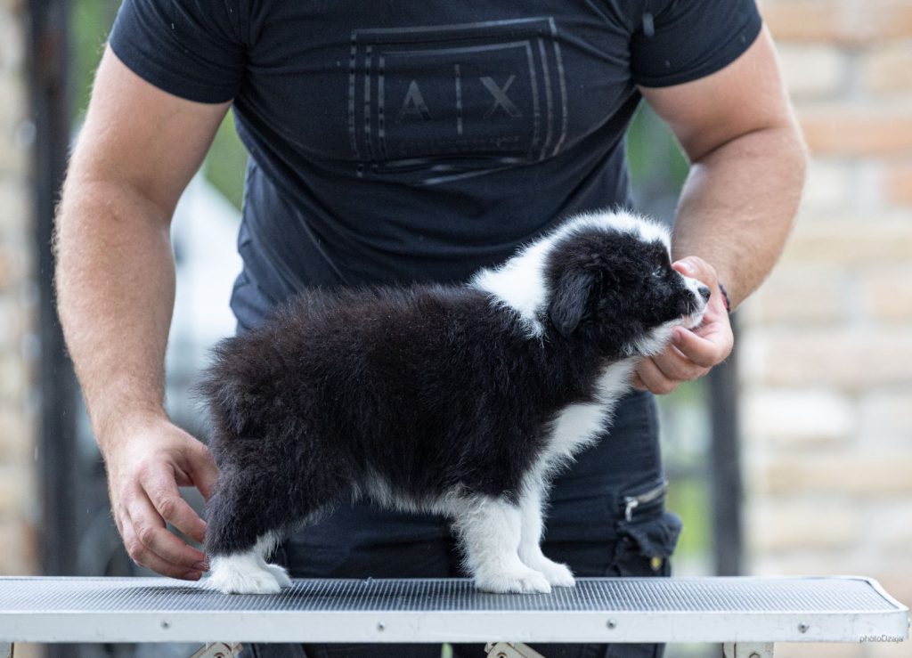 Border Collie – Splendidi cuccioli