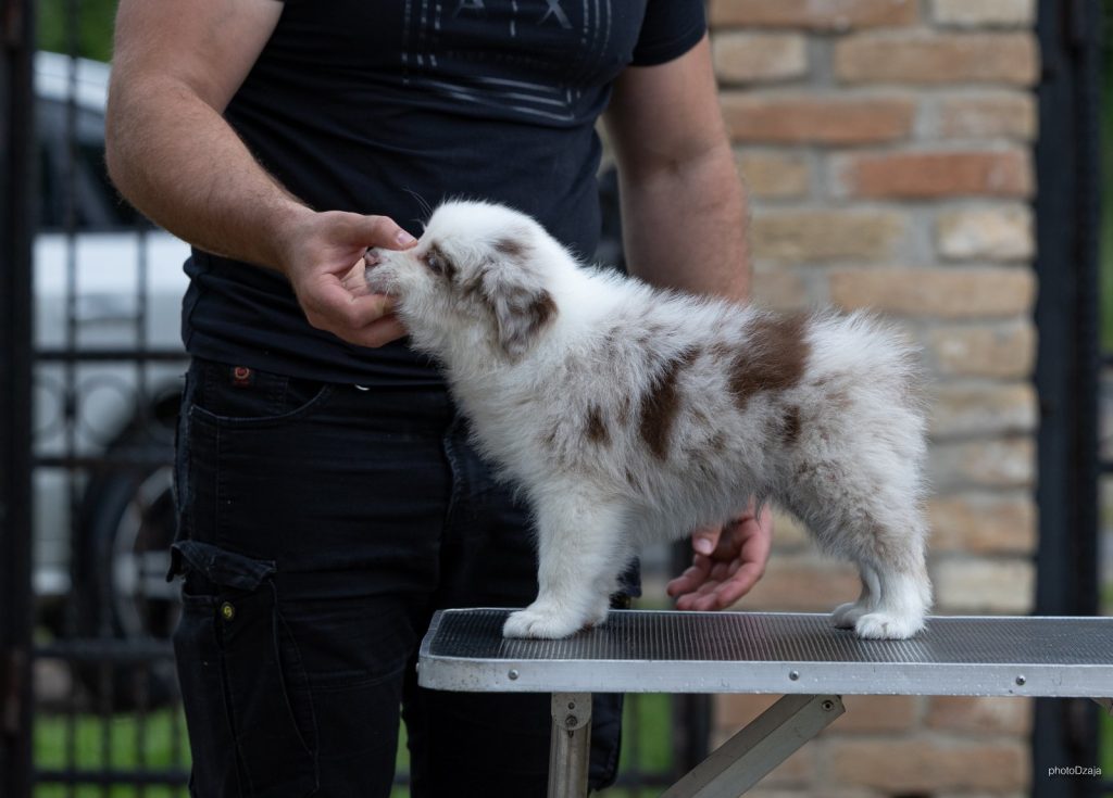 Border Collie – Splendidi cuccioli