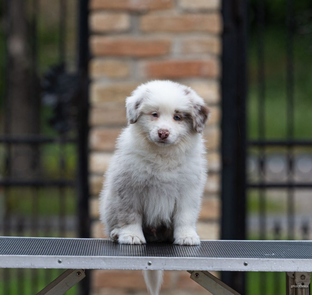Border Collie – Splendidi cuccioli