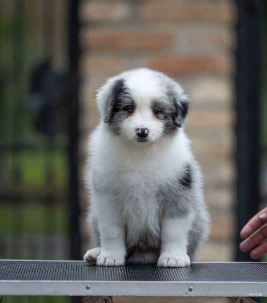 Border Collie – Splendidi cuccioli