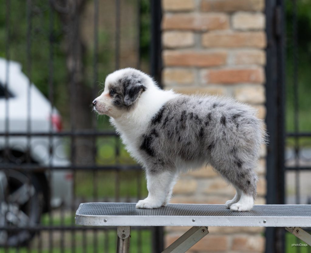 Border Collie – Splendidi cuccioli