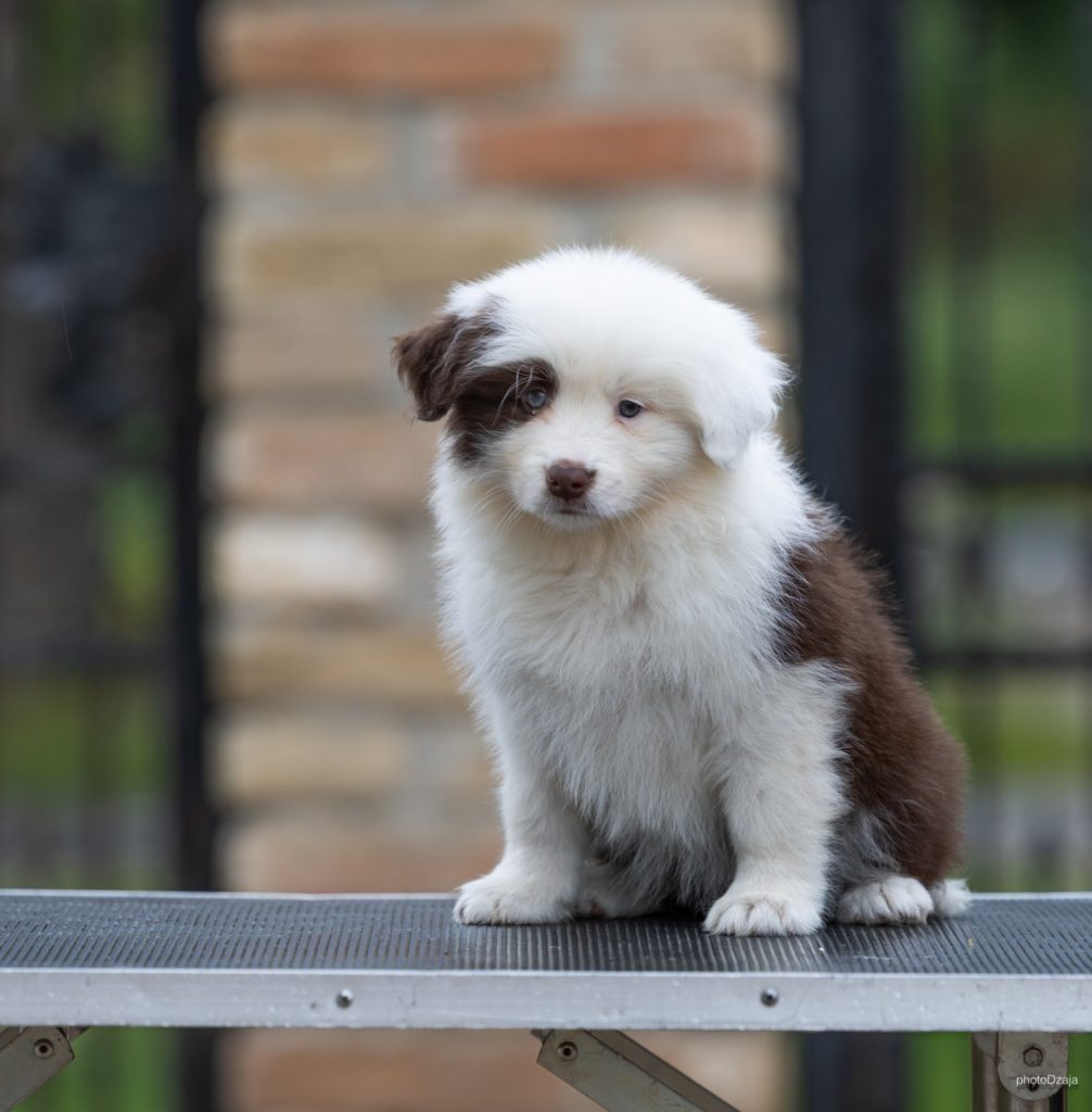 Border Collie – Splendidi cuccioli