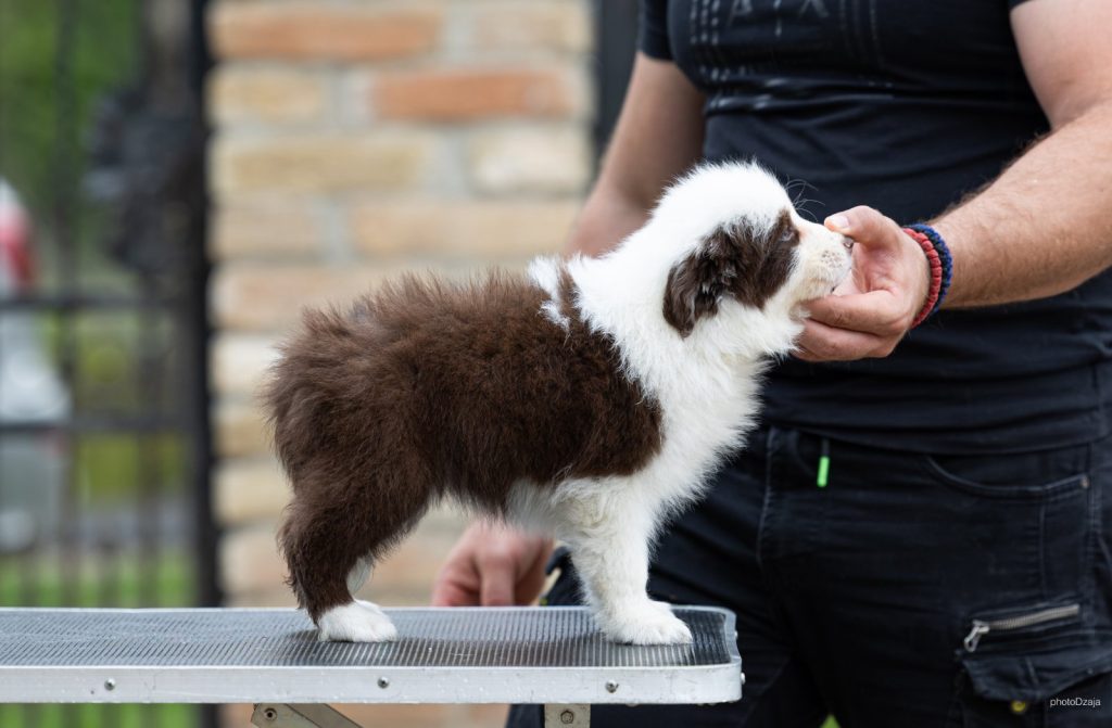 Border Collie – Splendidi cuccioli