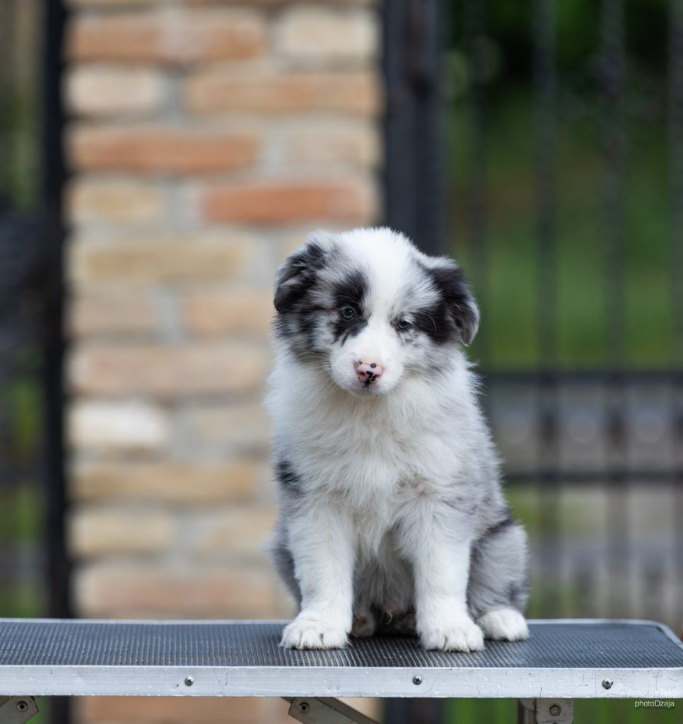 Border Collie – Splendidi cuccioli