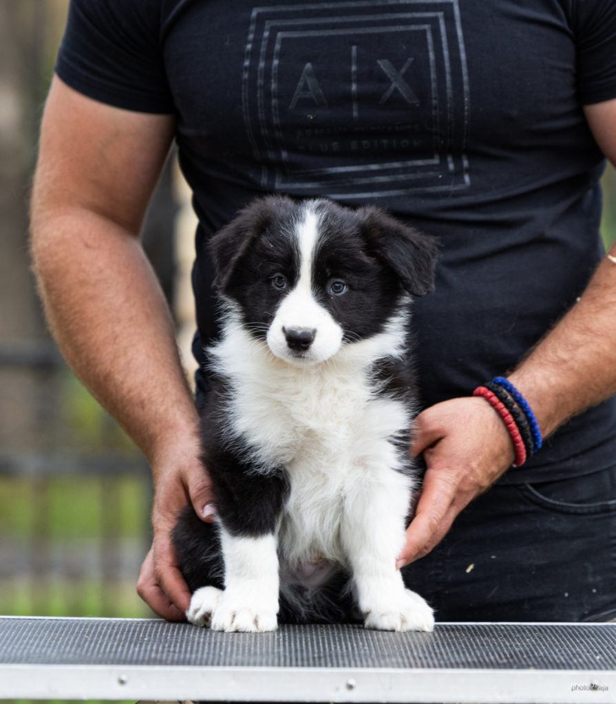 Border Collie – Splendidi cuccioli