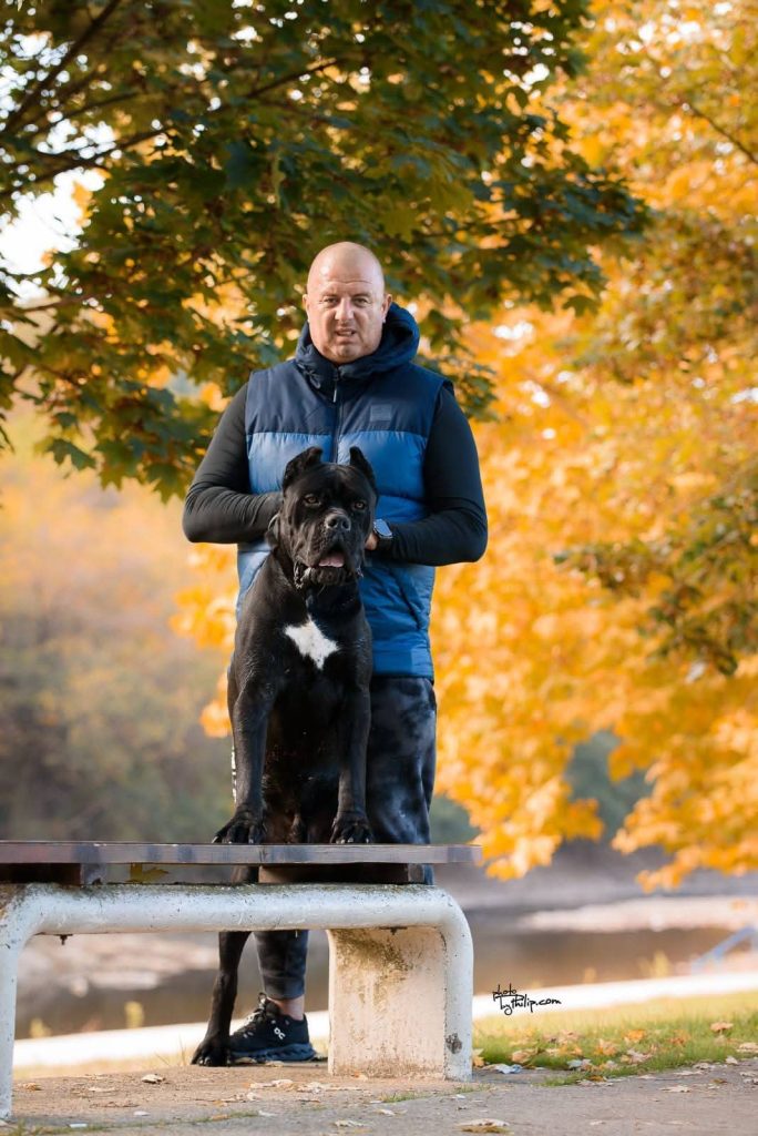 Cane Corso – maschio in vendita