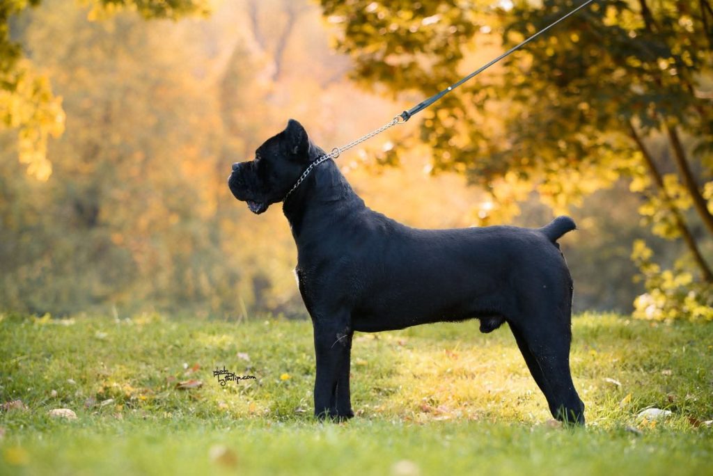 Cane Corso – maschio in vendita