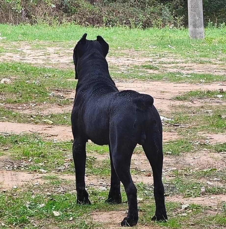 Cane Corso – maschio in vendita