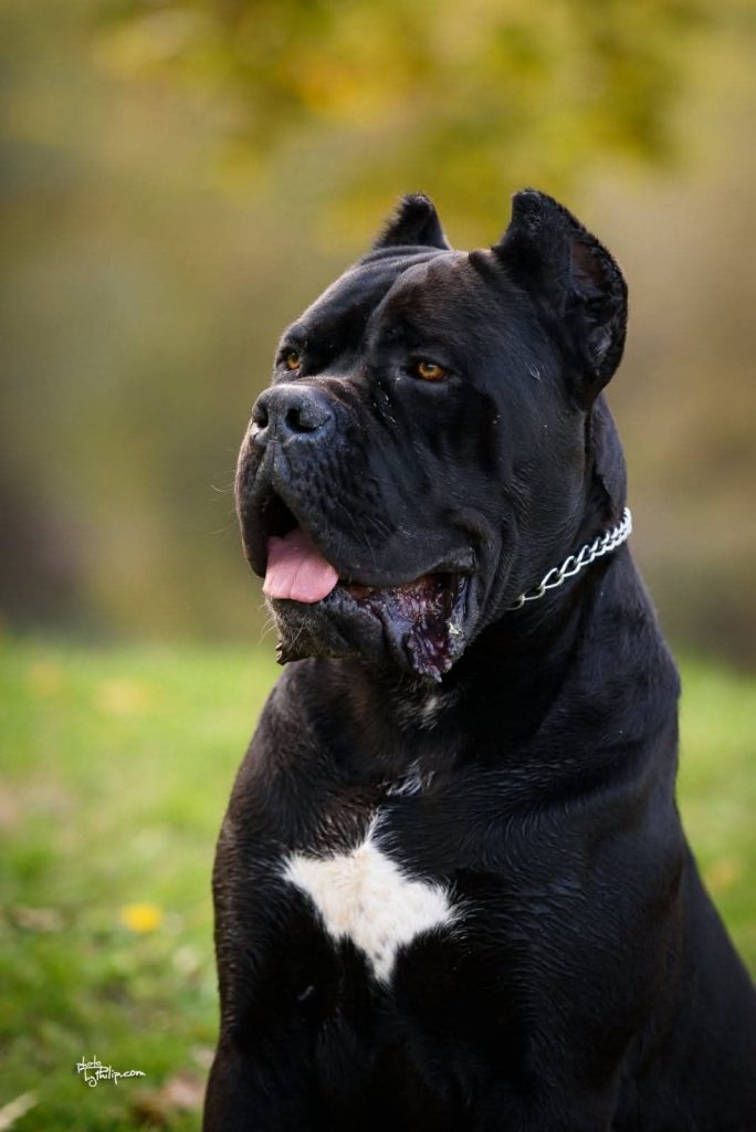 Cane Corso – maschio in vendita