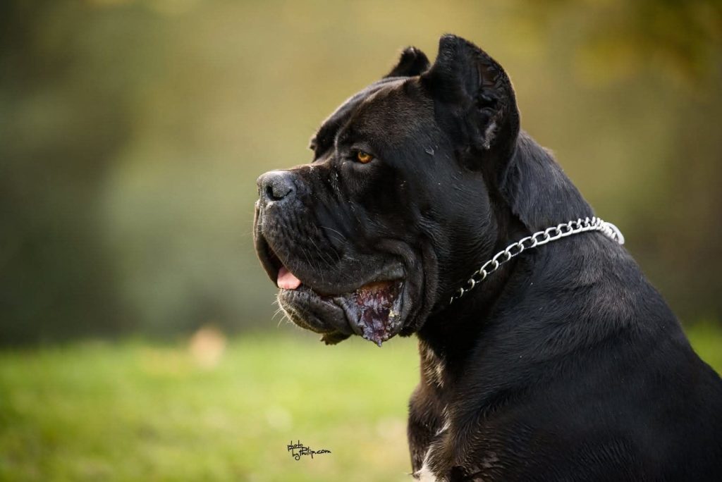 Cane Corso – maschio in vendita