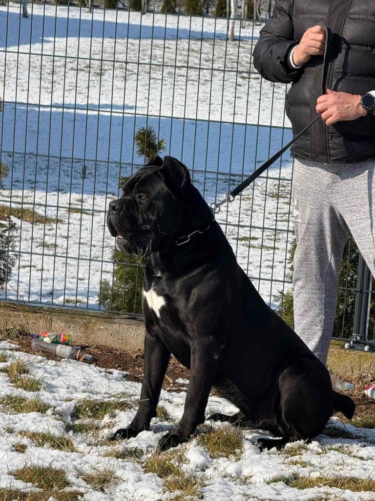 Cane Corso – maschio in vendita