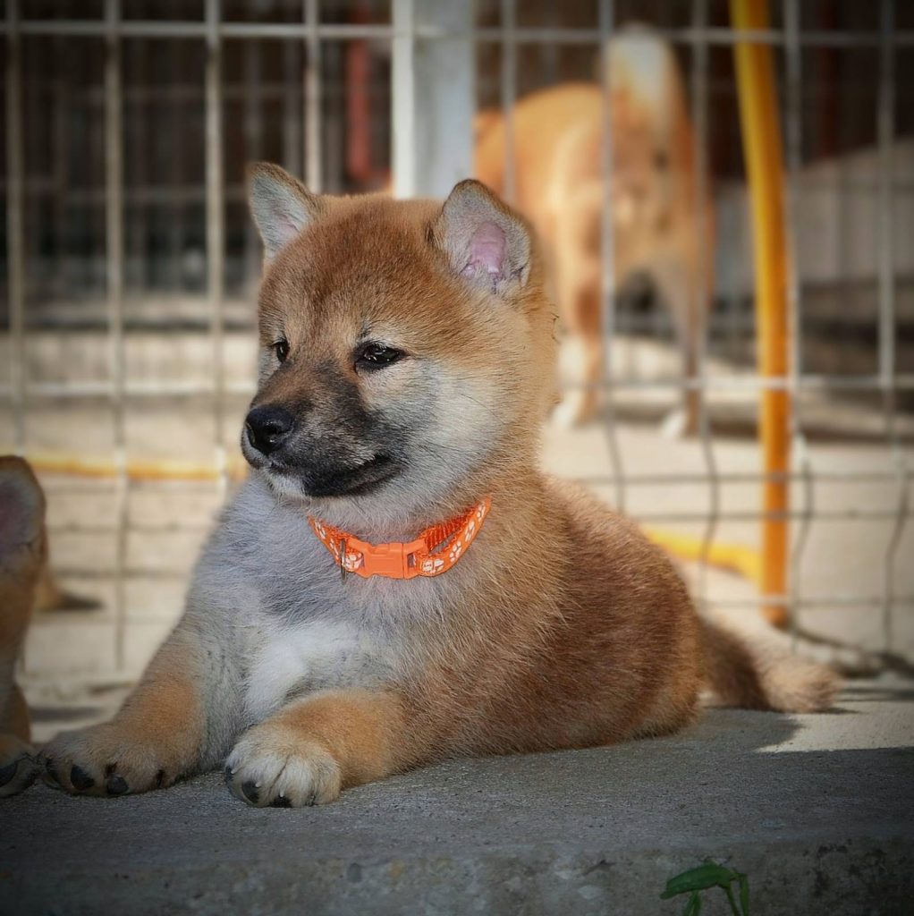 Shiba Inu – Bellissimi cuccioli