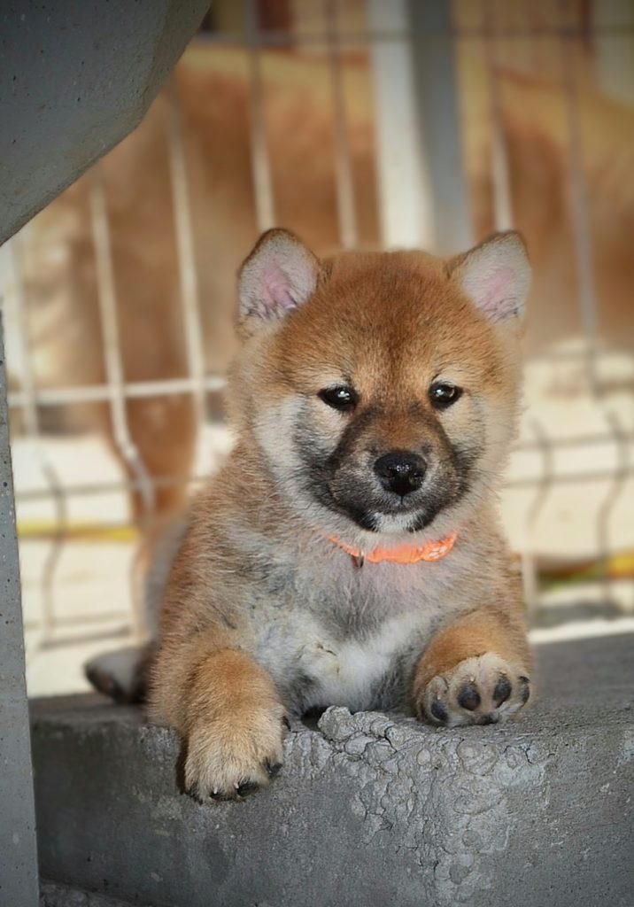 Shiba Inu – Bellissimi cuccioli