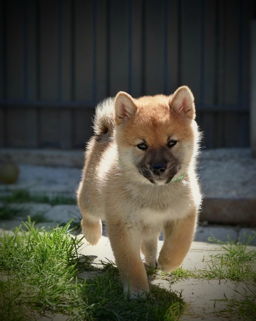 Shiba Inu – Bellissimi cuccioli