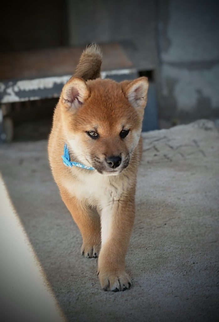 Shiba Inu – Bellissimi cuccioli