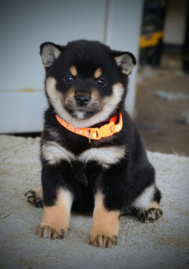 Shiba Inu – Bellissimi cuccioli