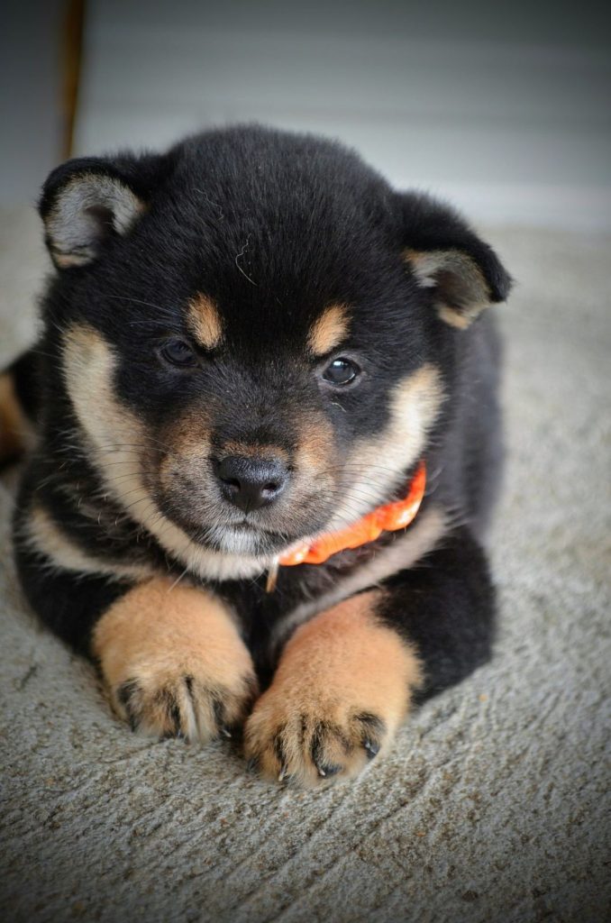 Shiba Inu – Bellissimi cuccioli
