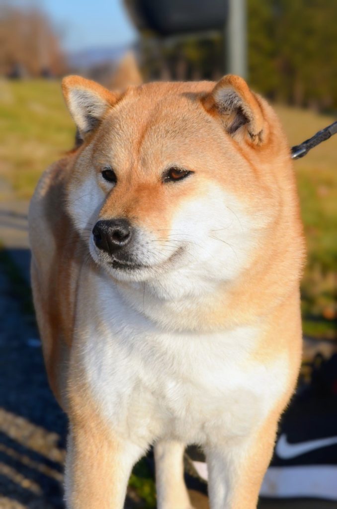 Shiba Inu – Bellissimi cuccioli